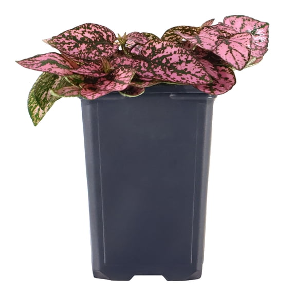 Expert Gardener 8" Pink Bicolor Hypoestes Live Plants in 4" Grower Pot Partial Sun