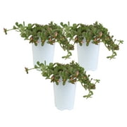 6in. Tall Pink Purslane; Partial Shade Outdoors Plant in 4.5in. Grower Pot, 3-Pack
