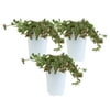6in. Tall Pink Purslane; Partial Shade Outdoors Plant in 4.5in. Grower Pot, 3-Pack