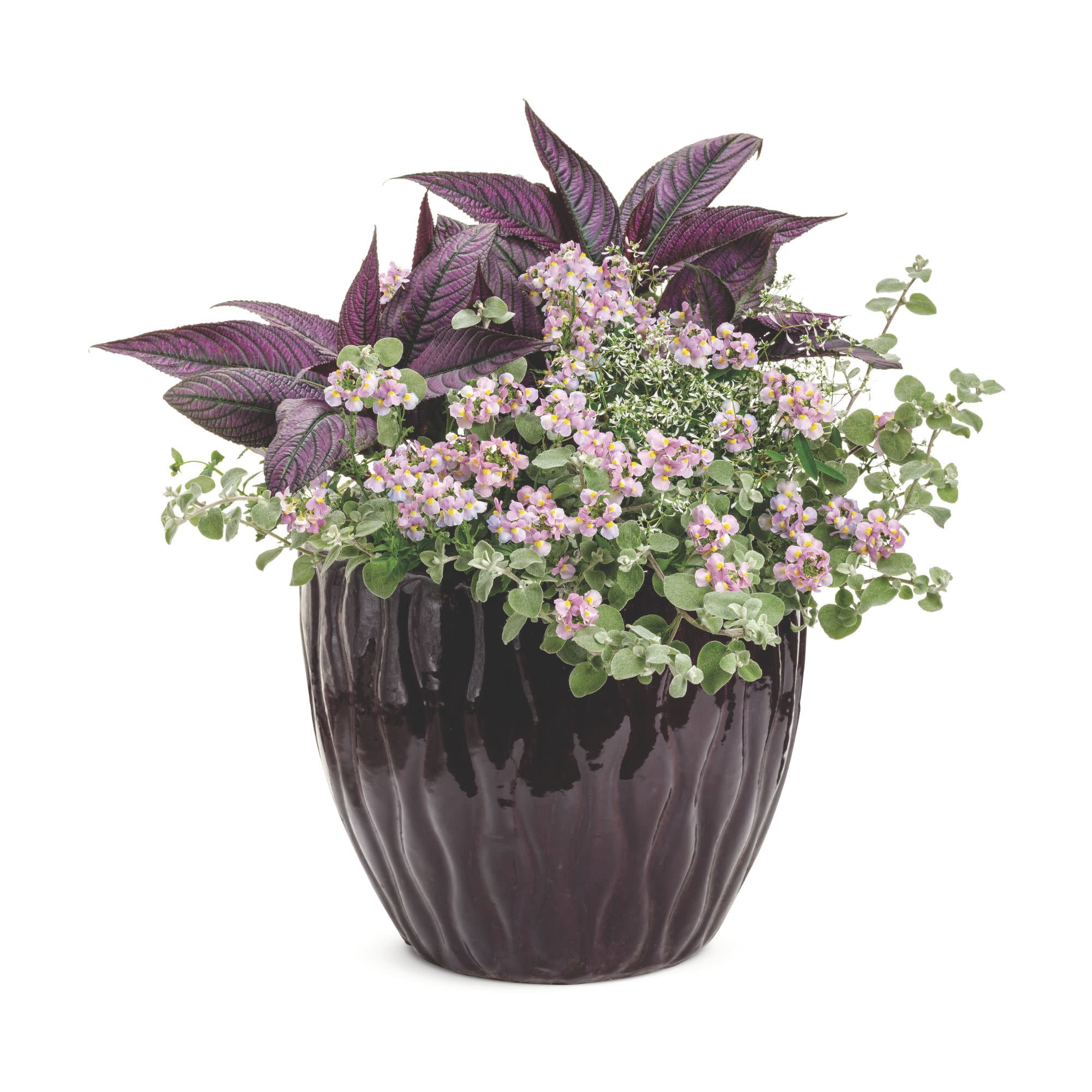 Proven Winners 4" Aromance Pink Nemesia Live Plant in 4.25" Pot (4 Count)