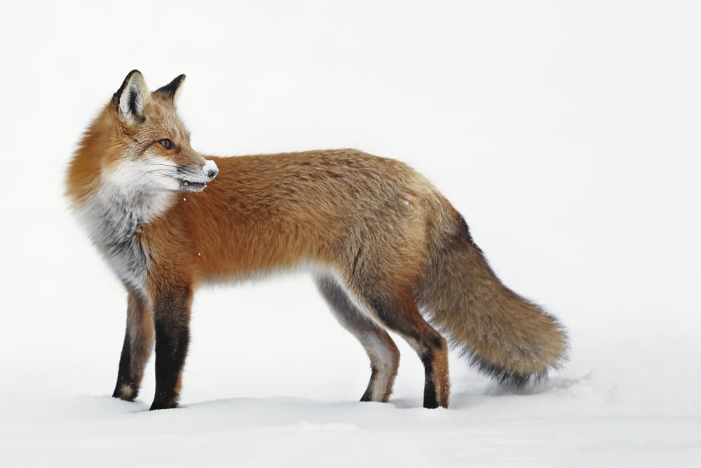 Fox In The Snow Mon