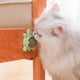 thumbnail image 4 of Paquete de 3 bolas de hierba gatera para gatos, juguetes de hierba gatera con forma de tortuga para gatos de interior, bola orgánica de hierba gatera, lindo juguete para gatos, 4 of 6
