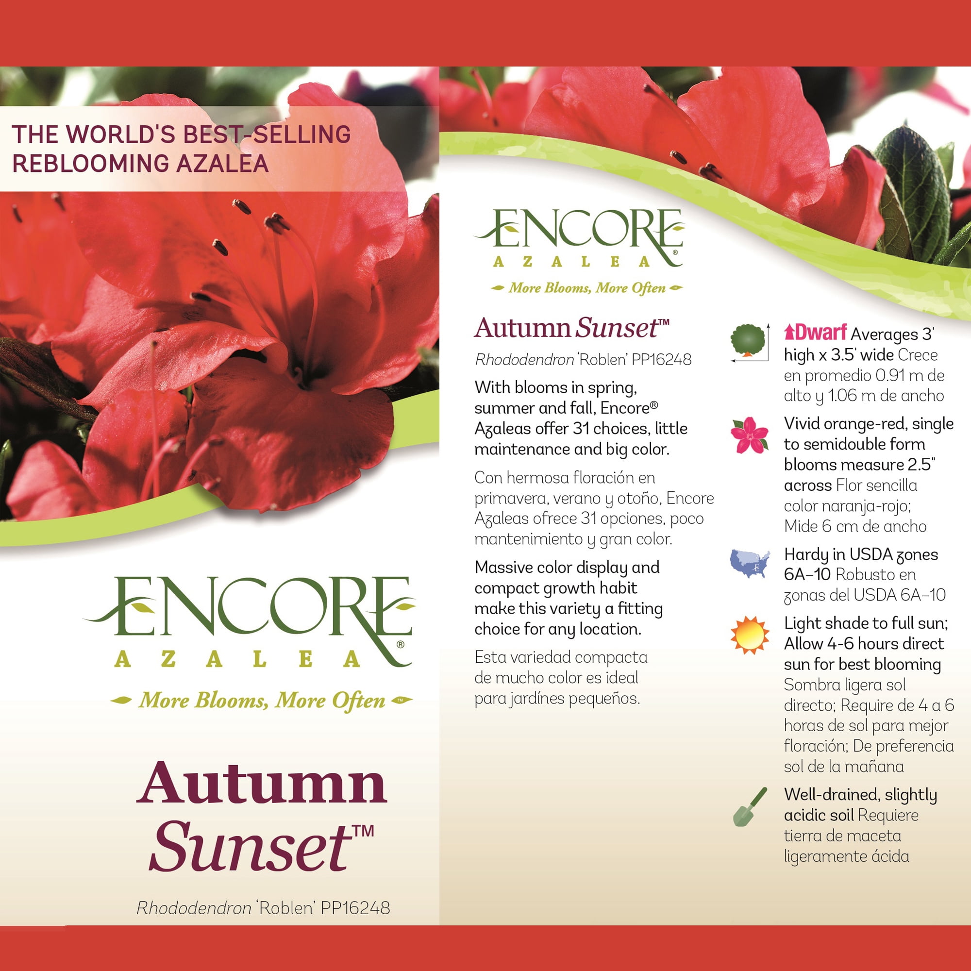 Encore Azalea Autumn Sunset Live Shrub (1 Gallon)
