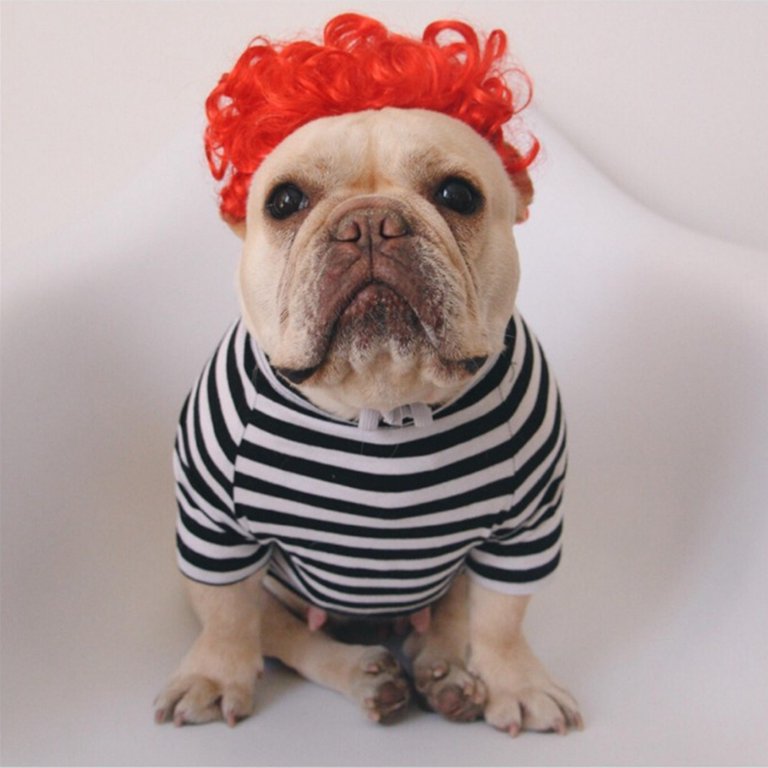 Disney Pet Costumes With WIGS are Now Online and We Can't Stop Laughing