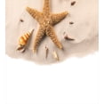 thumbnail image 3 of Ambesonne Sea Life Duvet Cover Set, Close up Shot Seashells, Queen, Apricot White, 3 of 3