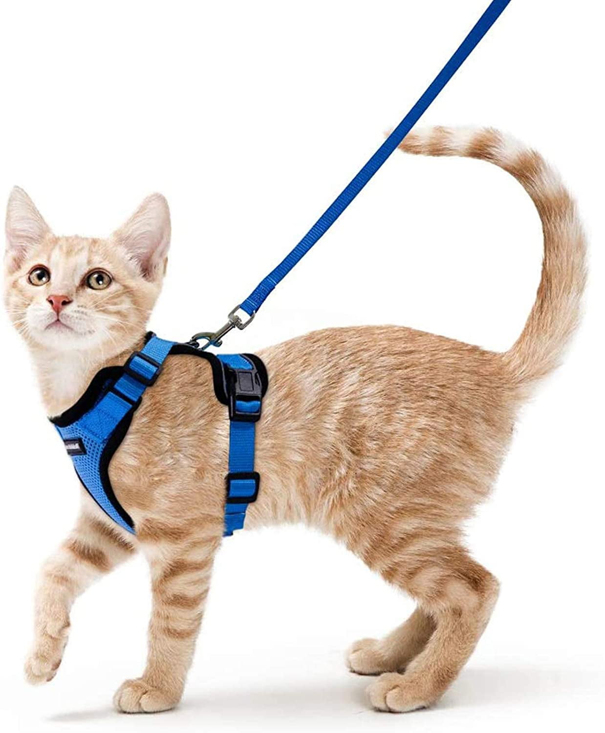cat harness travel