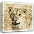 thumbnail image 1 of Susann Parker 15x15 Gallery Wrapped Canvas Wall Art Titled - Young Africa Lion, 1 of 4