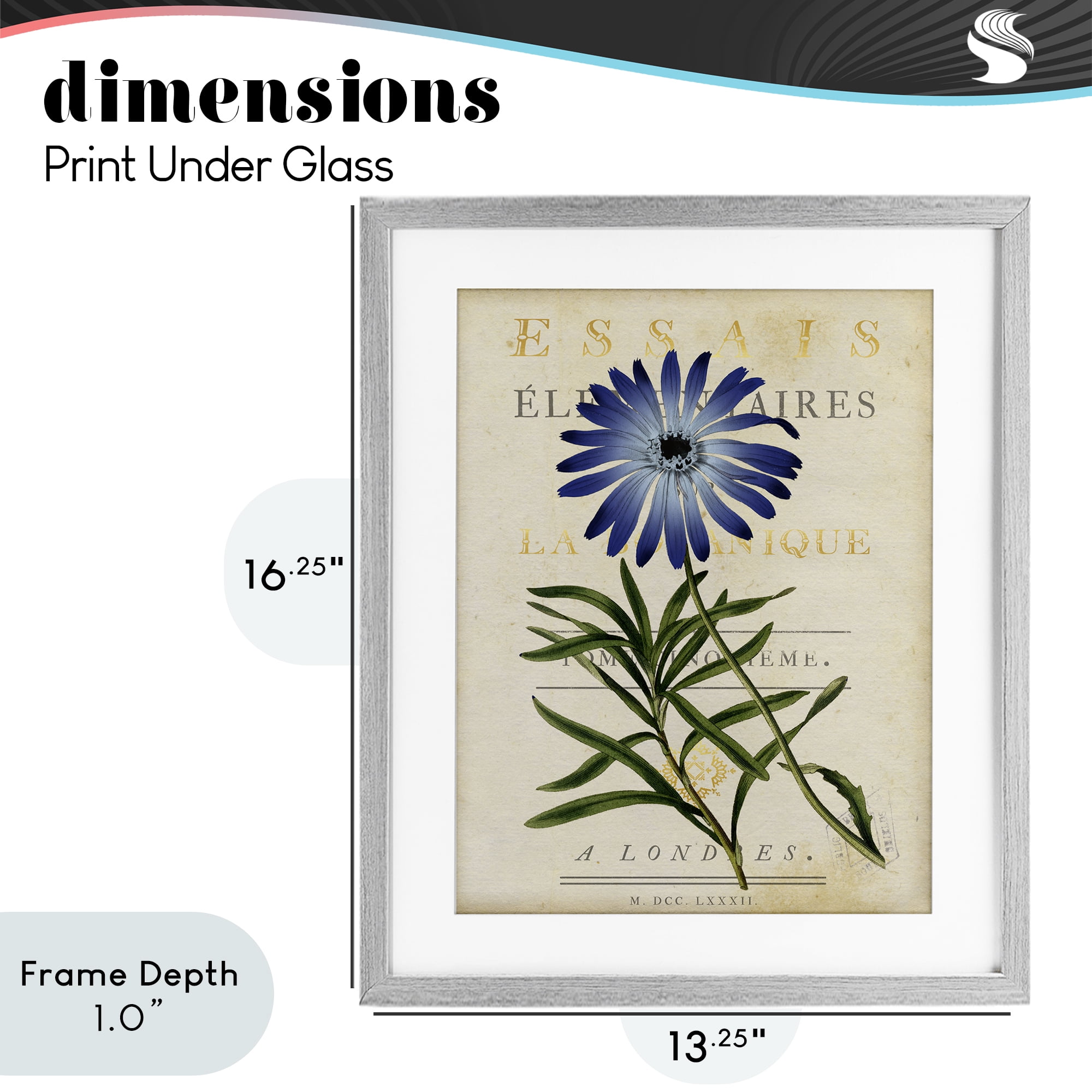 Stupell Industries Natural Botany Daisy Gray Framed Print Under Glass, design by Susan Arnot