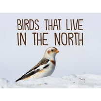 Nunavummi Reading Birds That Live in the North: English Edition, (Paperback)