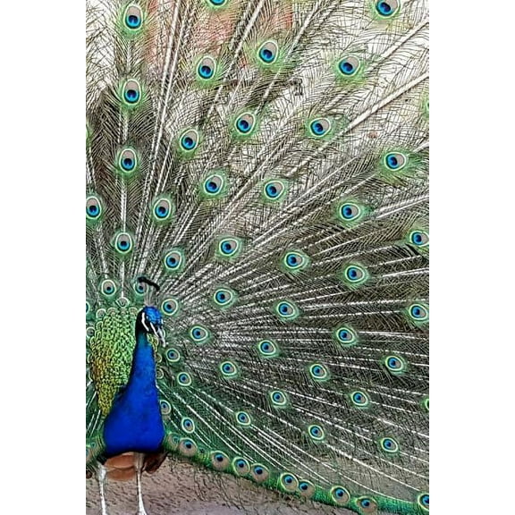 Peacock Notebook (Paperback)