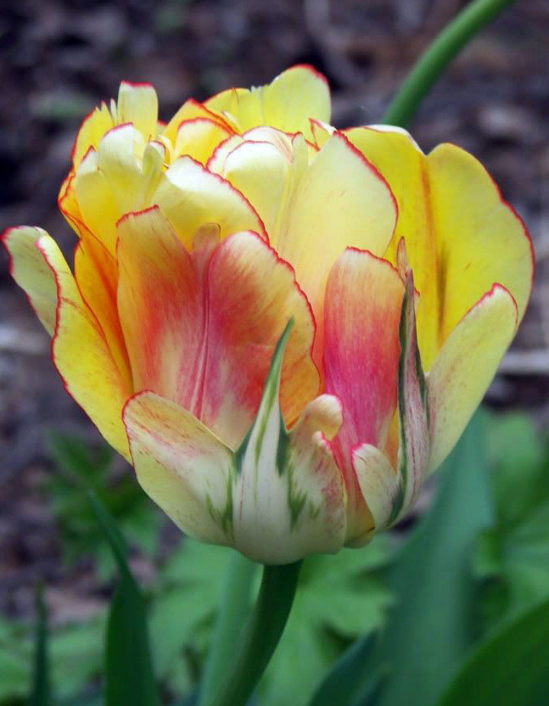 Akebono Double Late Peony Flowered Tulip 5 Bulbs NEW