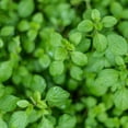 thumbnail image 4 of Bonnie Plants Greek Oregano 19.3 oz. 2-Pack, 4 of 12