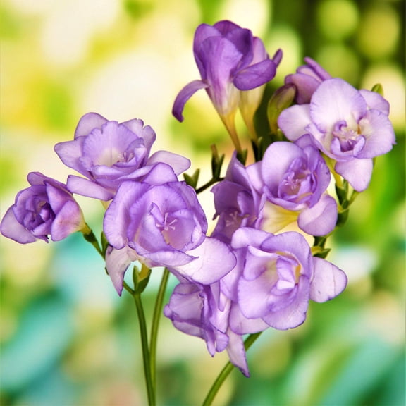 Easy to Grow Freesia Double Blue 15 Plant Bulbs, Fragrant Flowers Spring Zones 9-11