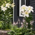 thumbnail image 4 of Giant Tree Lily "Pretty Lady" Flowers - 3 Bulbs -Large White Blossoms- Attracts Butterflies & Bees - Sun & Shady, Perennial Plant, 4 of 5