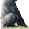 Advanced Graphics 220 Gorilla Life-Size Cardboard Stand-Up