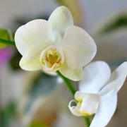 Element Large White Live Orchid Decor (Approx 22 Tall) in 5 Blue & White Planter