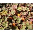 thumbnail image 3 of Classy Groundcovers, Creeping Raspberry, Creeping Bramble, Creeping Rubus, Crinkle-leaf Creeper, Trailing Raspberry (25 Pots, 3 1/2 inch square), 3 of 10