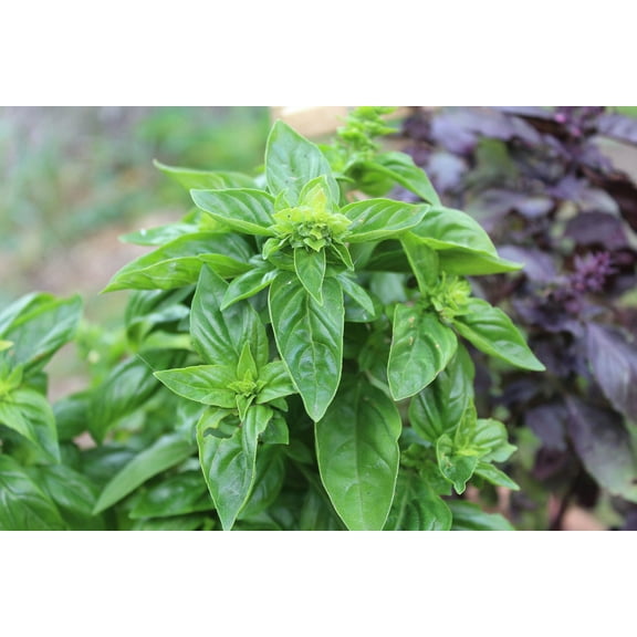 Herb Seeds -Basil Genovese -100 Garden Herb Seeds! Aromatic Dark Green- Herb Gardening- Indoors or Out