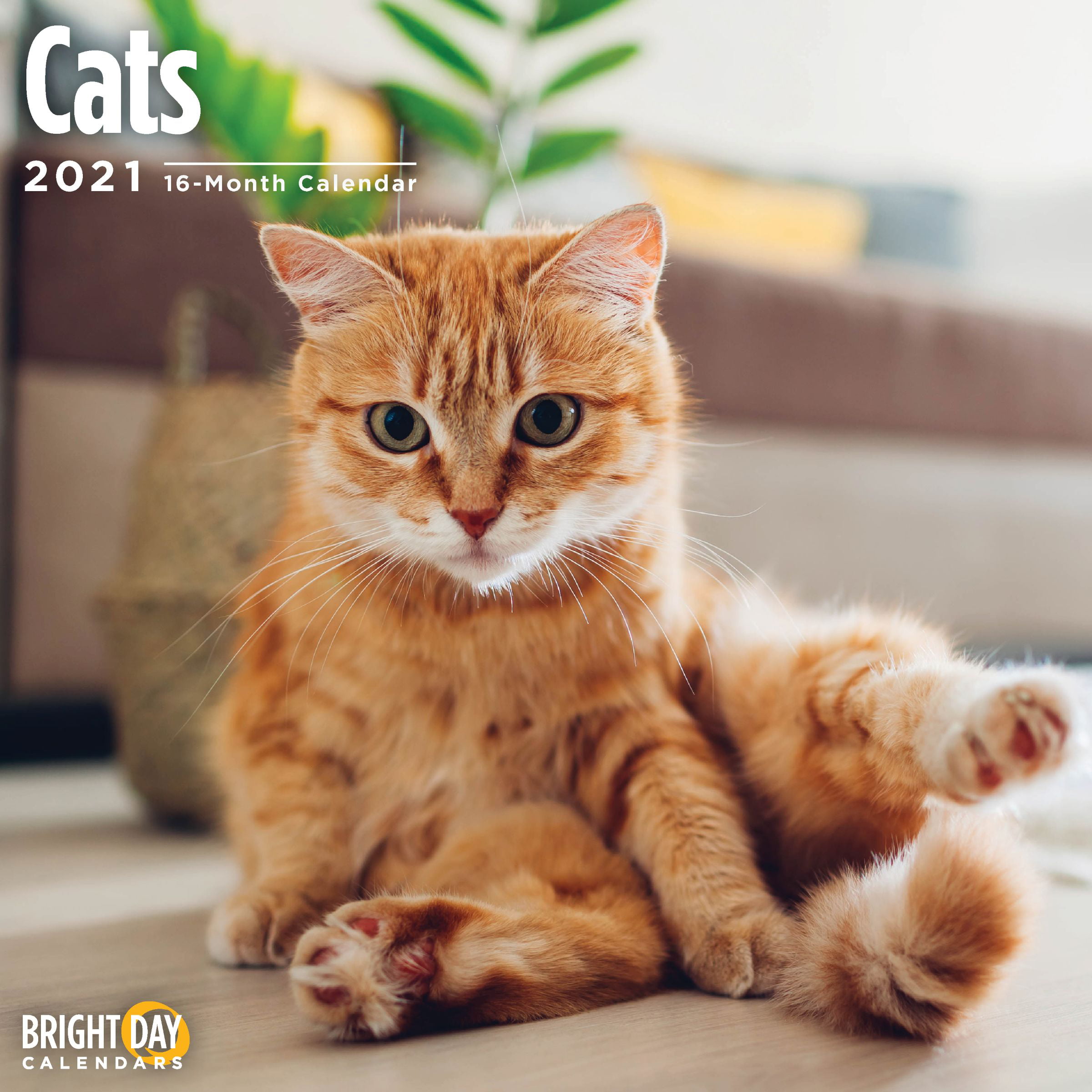 Lunar Calendar Year Of The Cat 2024 New Perfect The Best Review of