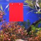thumbnail image 4 of USHOBE 4Ud De Crianza Para Peces En Acuario Con Extraíble Color, 4 of 6