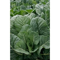 Sherwood's Seeds 30 Georgia Southern Collard Greens Heirloom Plant Seeds