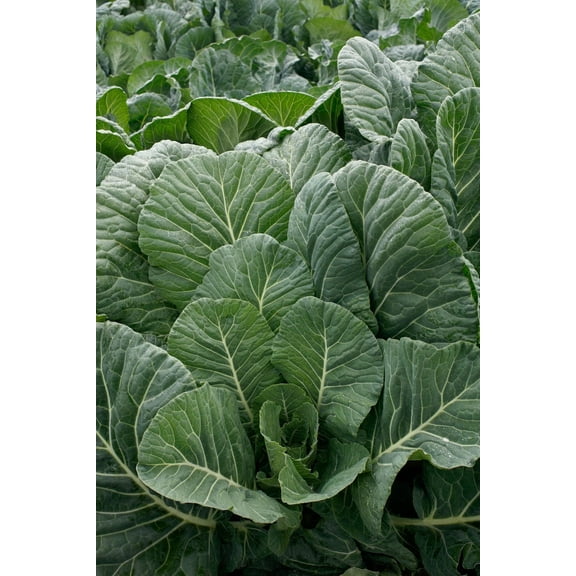 Sherwood's Seeds 30 Georgia Southern Collard Greens Heirloom Plant Seeds