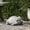 Dark Gray + Magnesium Oxide, variant on Rustic Gold French Bulldog Garden Statue, Outdoor Dog Sculpture for Patio Decor, 16L x 9.5W x 17H Inches, No Assembly Required
