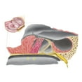 thumbnail image 2 of Anatomy of the organ of Corti  part of the cochlea of the inner ear Poster Print, 2 of 2