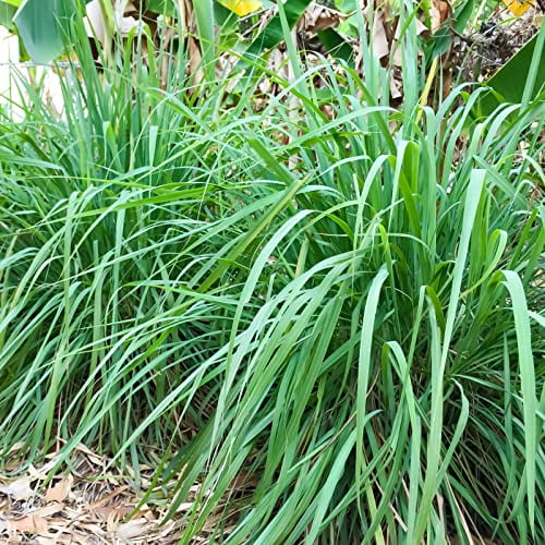 100 Pcs Lemongrass Seeds Natural Herb Seeds Garden Seeds NonGMO