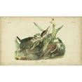 thumbnail image 3 of Audubon, John James 24x16 Black Modern Framed Museum Art Print Titled - Audubon Green Heron, 3 of 5