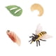 thumbnail image 1 of Worallymy Animal Ciclo de Crecimiento Juguete Plástico Simulado Niños Ciclo de Vida Conjunto Kid Kit de Herramientas Educativas Animal 2 Worallymy JD735923561, 1 of 7