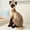 A, variant on A Sitting Siamese Cat Plush Stuffed Animal Simulation Doll Toy Kids Birthday Gift 25Cm