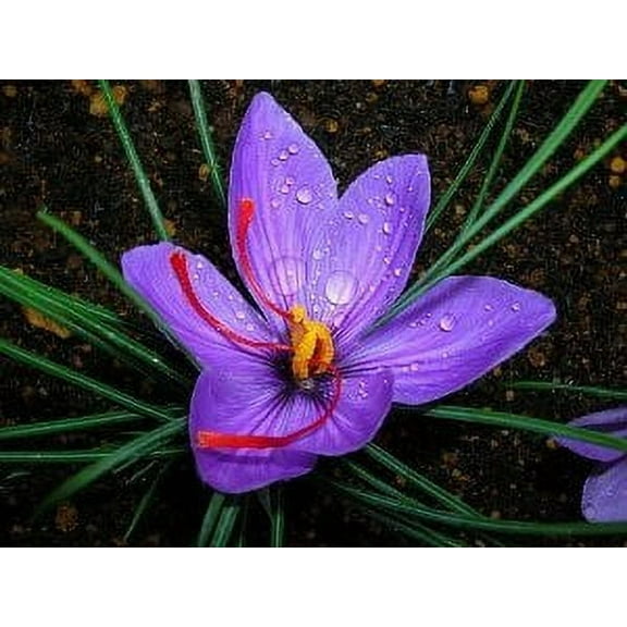 Saffron Crocus 20 Bulbs