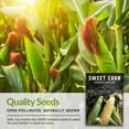 thumbnail image 6 of 2 Packets of Golden Bantam Sweet Corn Seed - Non-GMO Heirloom Full Sun Annual Vegetable, 6 of 7