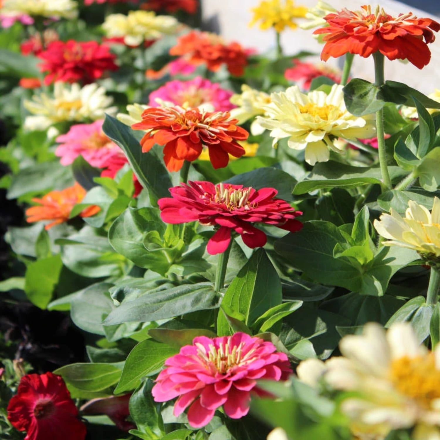 Zinnia Dreamland Mix F1 Seed
