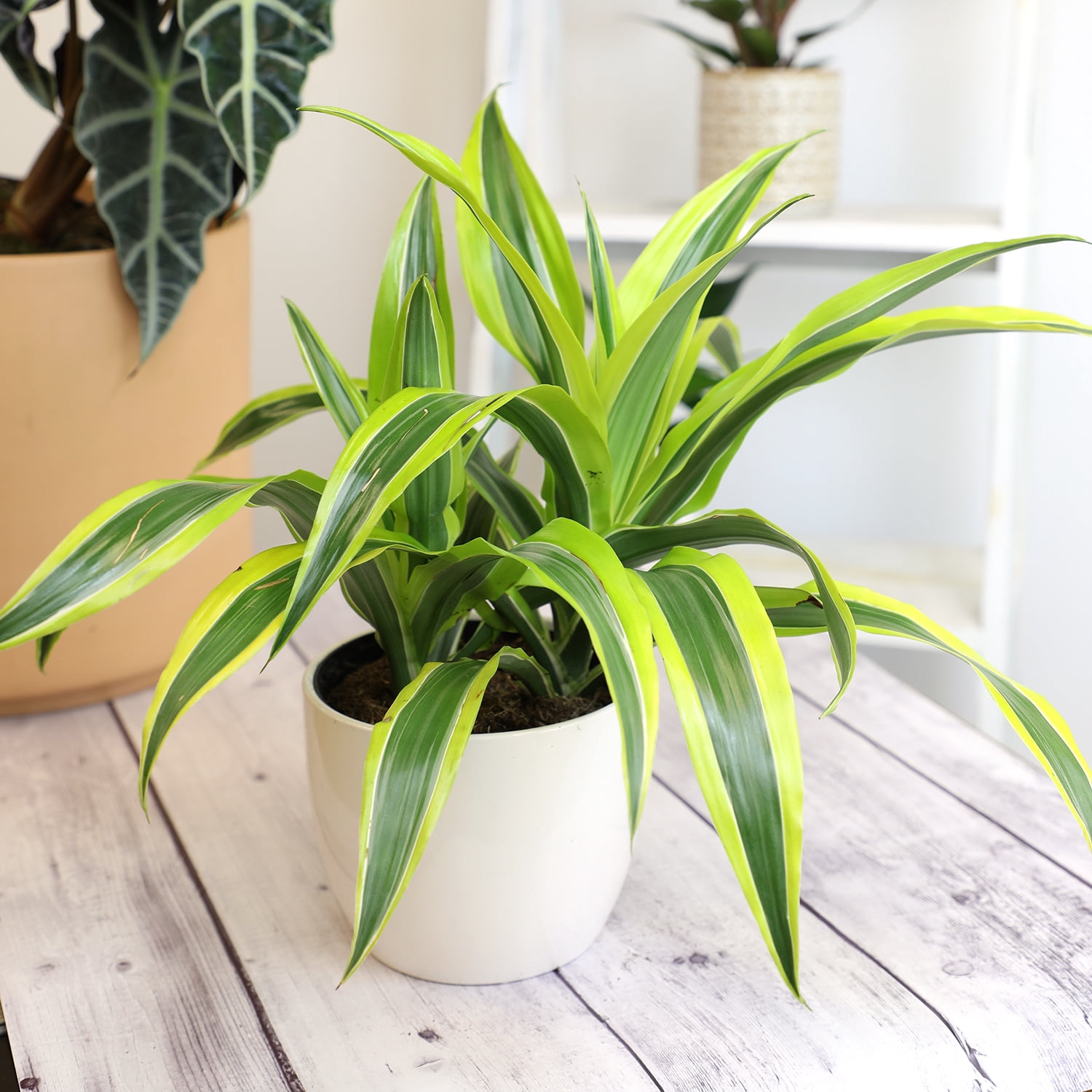 Expert Gardener Dracaena Dragon Tree, Easy Live Plant, 6 in Pot, Popular Houseplant, Full Sun