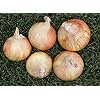 thumbnail image 5 of Riverside Sweet Spanish Onion Seeds for Planting, 300+ Heirloom Seeds Per Packet, Non GMO Seeds, Botanical Name: Allium cepa, Great Home Garden Gift, 5 of 8