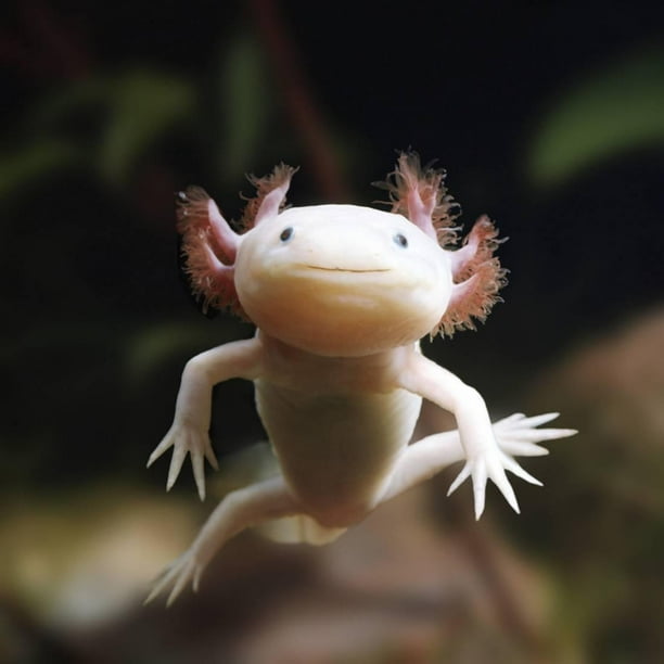 Axolotl Siredon Ambystoma Mexicanum Albino Captive Print Wall Art By Jane Burton Walmart Com Walmart Com