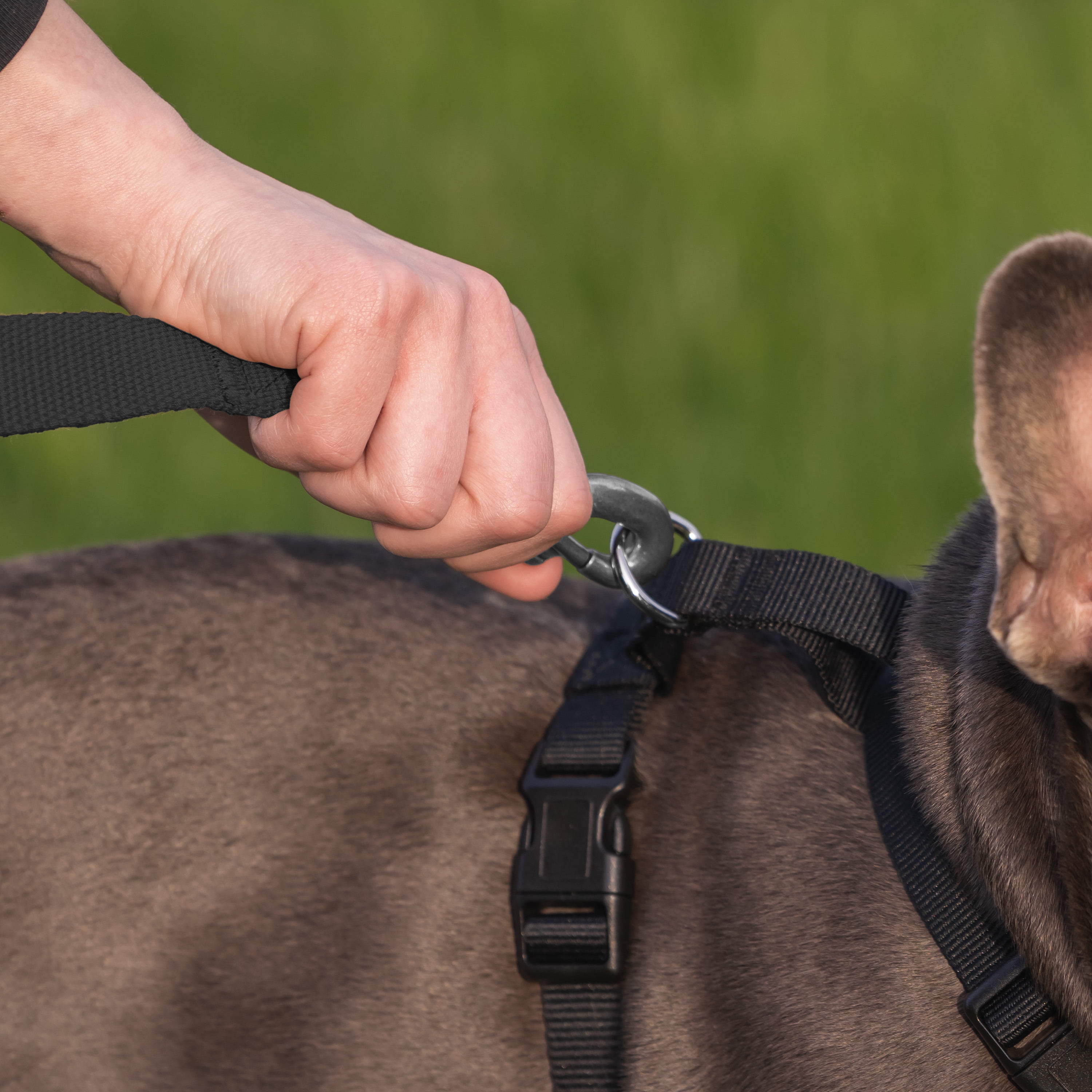 Vibrant Life Mesh Adjustable Dog Walking Pet Harness, Black Size Large