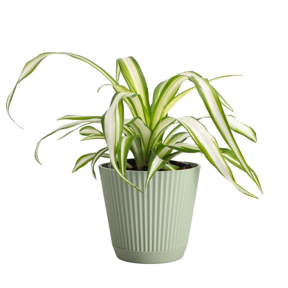 Live Spider Plant - Pet Safe - 4" Decorative Pot Cover - Sage