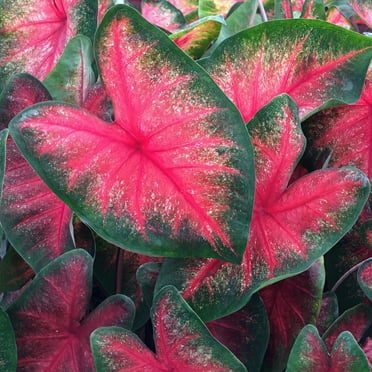 4 in. Caladium Bombshell Plant (3-Pack)