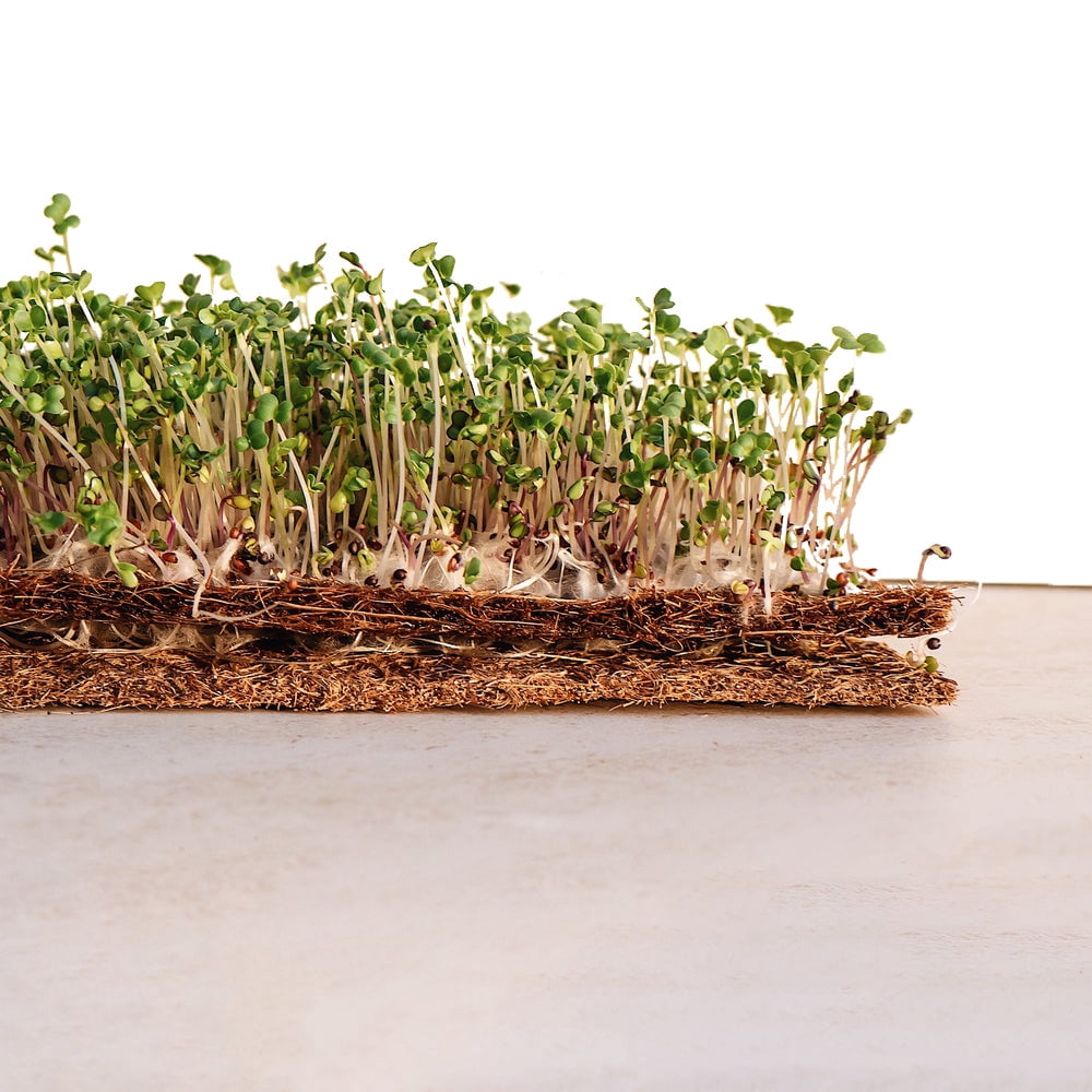 Envelor Coco Coir Fiber Grow Mat for Microgreens 10 x 20 Inches Coconut Coir Seed Starter Liner for Growing Trays, Hanging Baskets, Seed Starter Tray, Planter Sheets & Indoor Outdoor Plants, 10 Pack