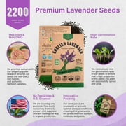 Organo Republic English Lavender Seeds 2.5 g – 2,200 Non‑GMO Heirloom Lavender Seeds – Indoor and Outdoor Herb Seed Packet for Home Garden, Aromatherapy & Pollinator Planting