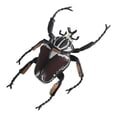 thumbnail image 3 of GUOOL Toys Educational Learning Toy Fly Animal Model Ornament Party Supplies for Party, 3 of 8