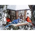 thumbnail image 1 of Diamond Drill Birds in Ice and Snow 5D DIY Painting Kits Full Round Art (WT1509) Hugtrwg Para estrenar, 1 of 9