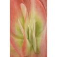 thumbnail image 2 of Murdock, Ramona 17x24 White Modern Wood Framed Museum Art Print Titled - Kalanchoe Luciae Succulent, 2 of 4