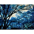 thumbnail image 2 of Scott, Derek 18x15 White Modern Wood Framed Museum Art Print Titled - Blue Forest III, 2 of 4