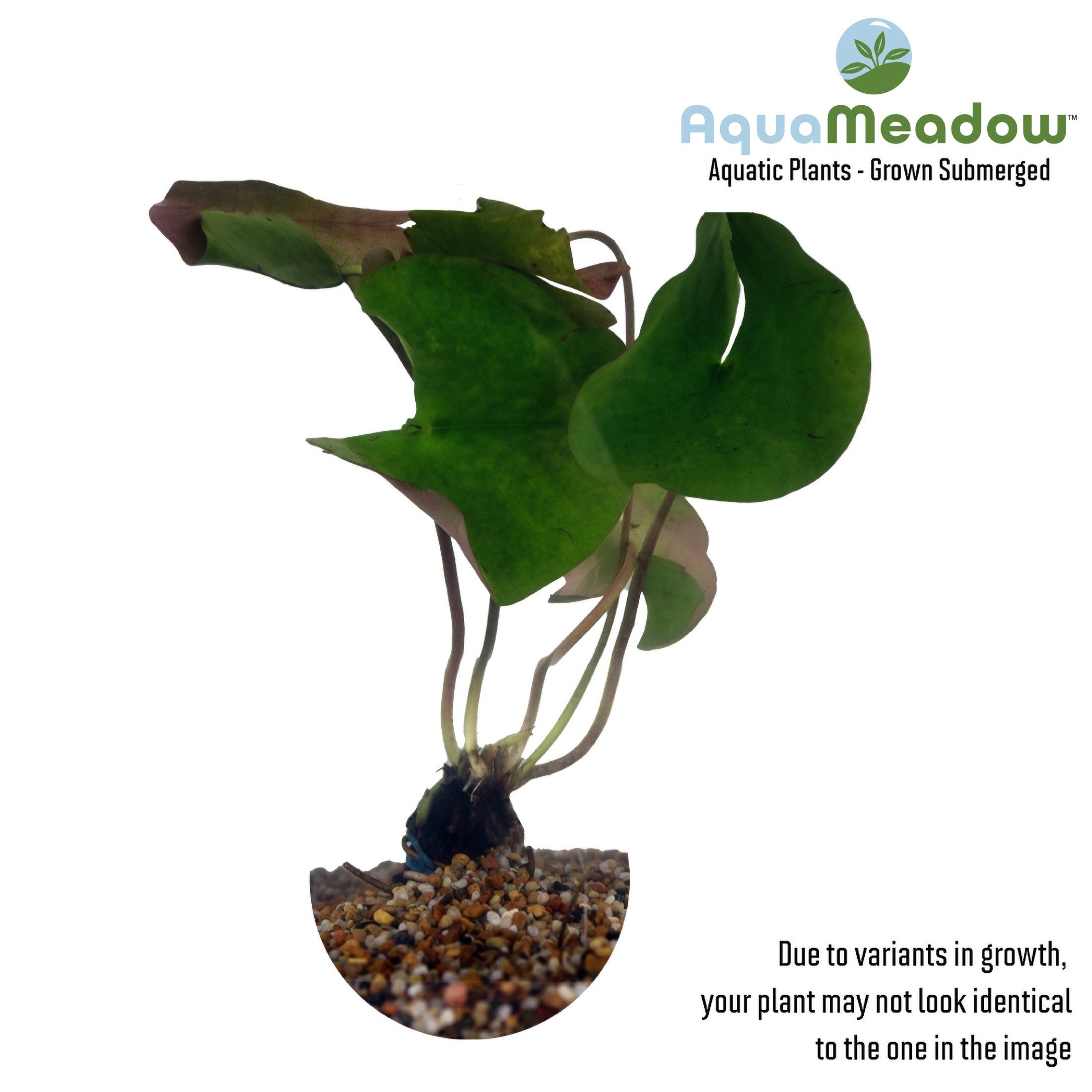 AquaMeadow Peach Hardy Water Lily