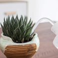 thumbnail image 4 of Regadera auspiciosa Botella de agua Plástico Seguridad Squeeze Botella de riego Squeeze Botella de riego para plantas suculentas Bonsai Interior Plan artificial Feliz Sencillez, 4 of 5