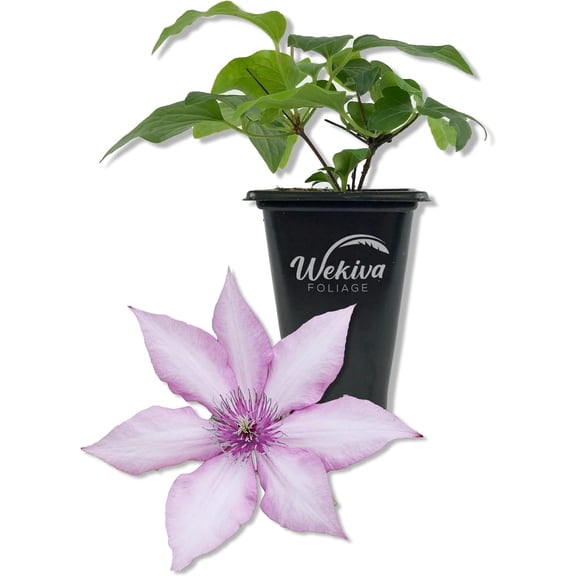 Clematis Giselle - Live Starter Plant in a 2 Inch Growers Pot - Starter Plants Ready for The Garden - Rare Clematis for Collectors